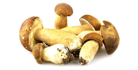 boletus congelado